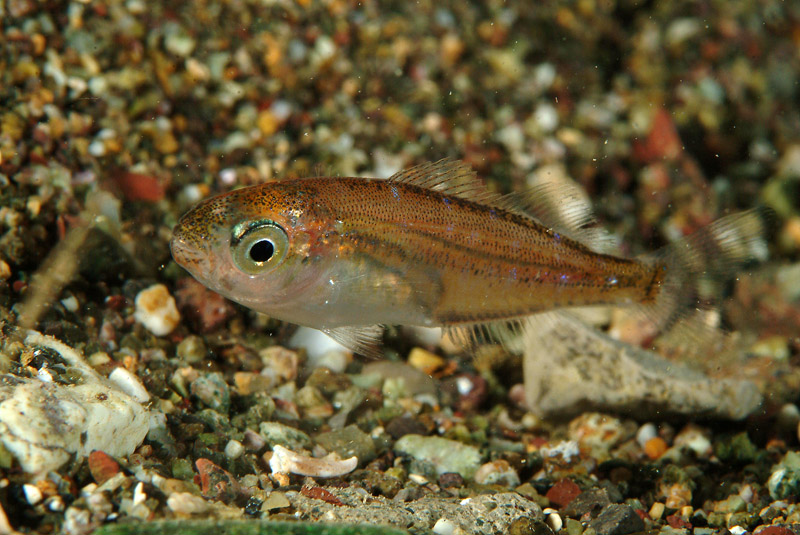 juvenile Sarpa salpa